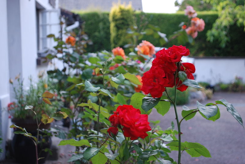 Mena House Hotel Kilkenny Kültér fotó